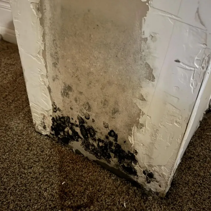 Professional Mold Removal in Newton, GA